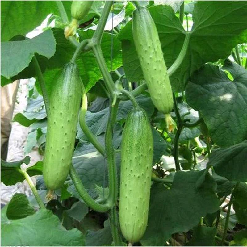 伟萱菜籽