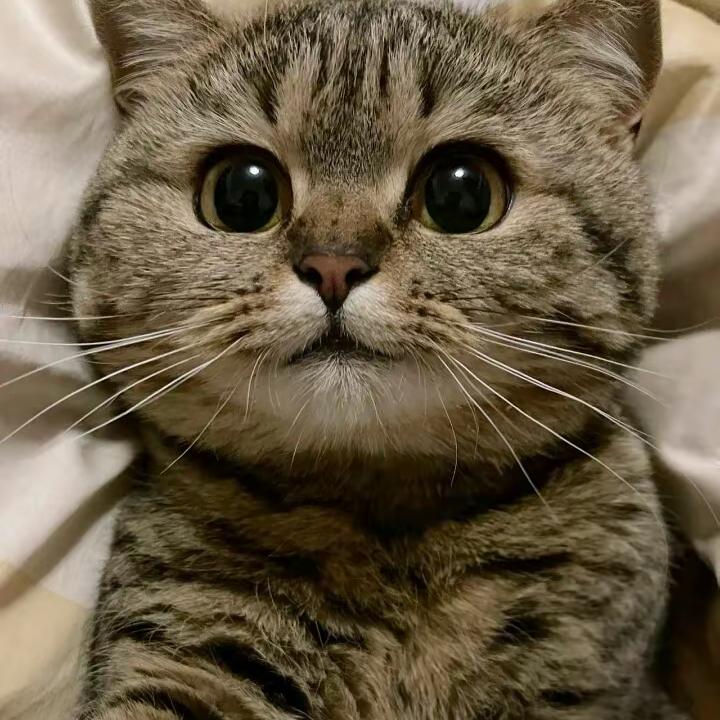 牙老板