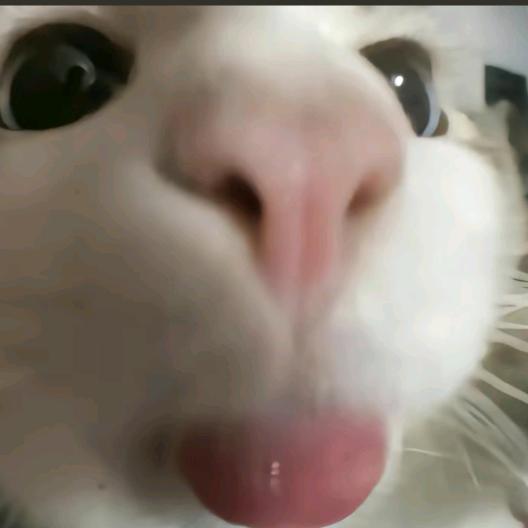 CHAOZHU