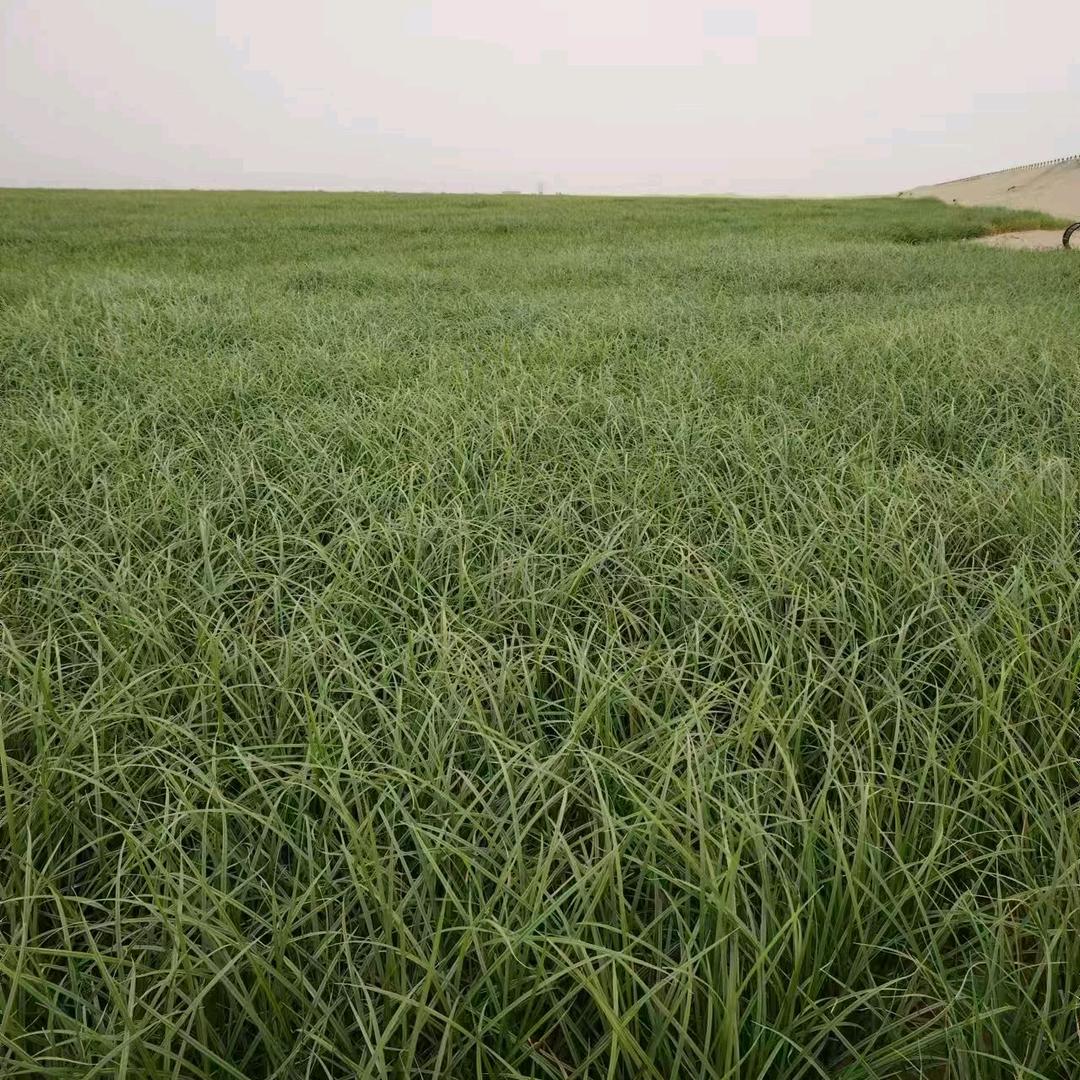 新疆南疆土地流转