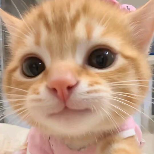 莓猫冰