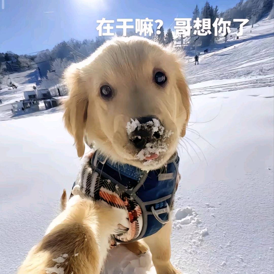 窝才是杨同学