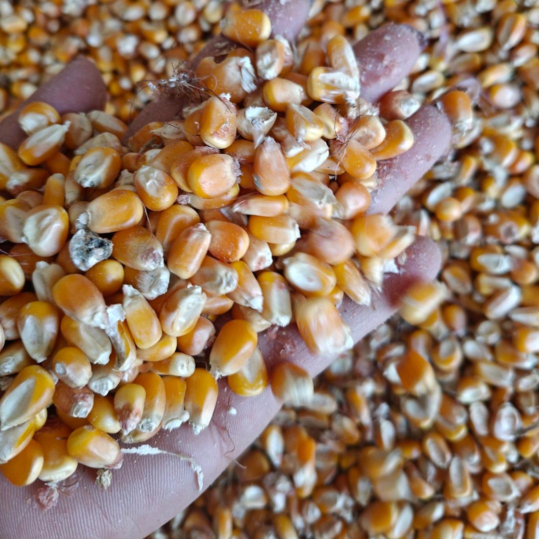 李船粮食收购点