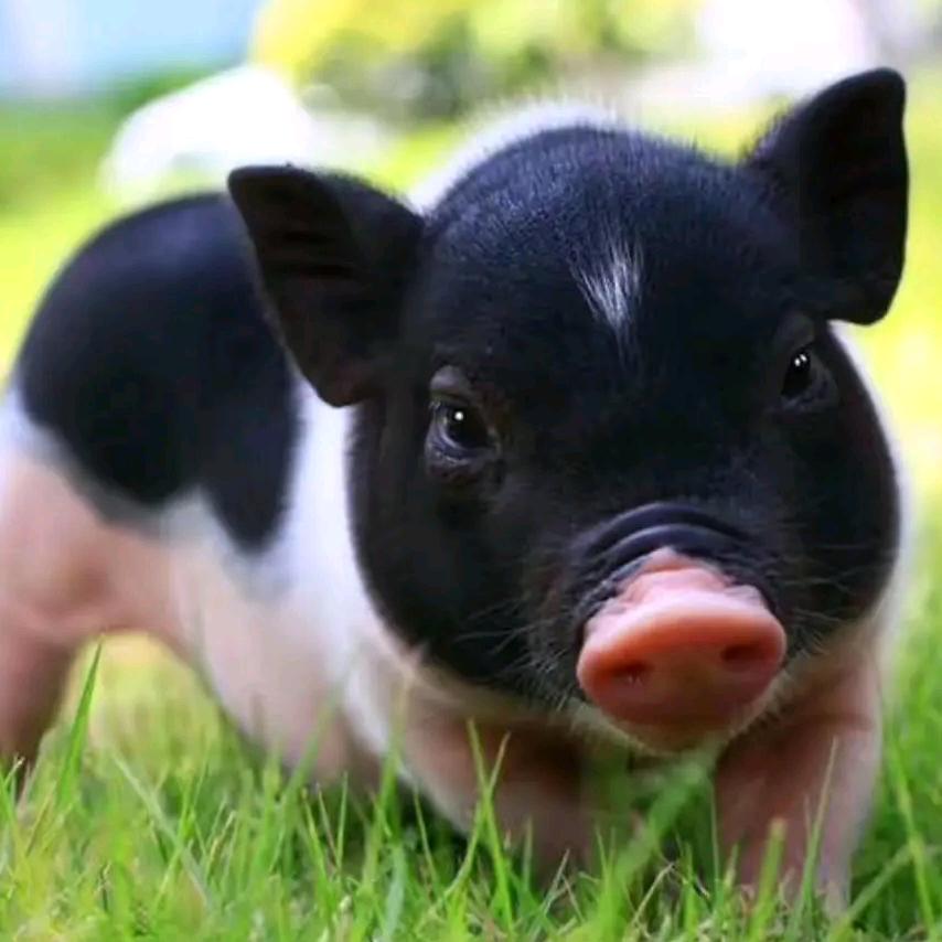 文仔脆皮烧鸡（教学）