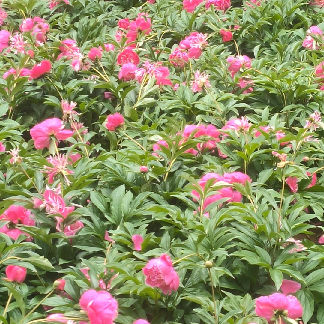 🐝带刺的玫瑰🍀