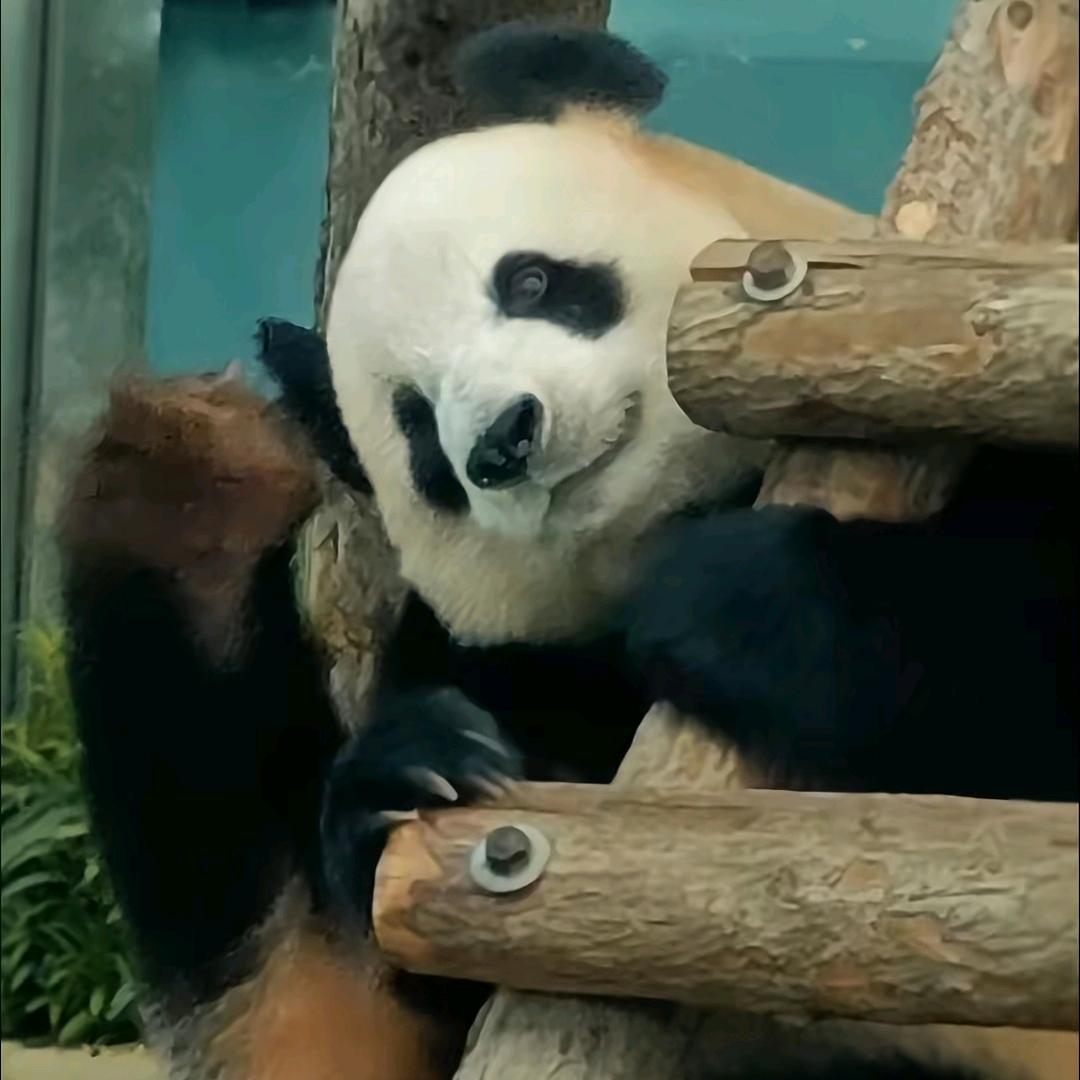 爱飞云宝宝🍎🥕