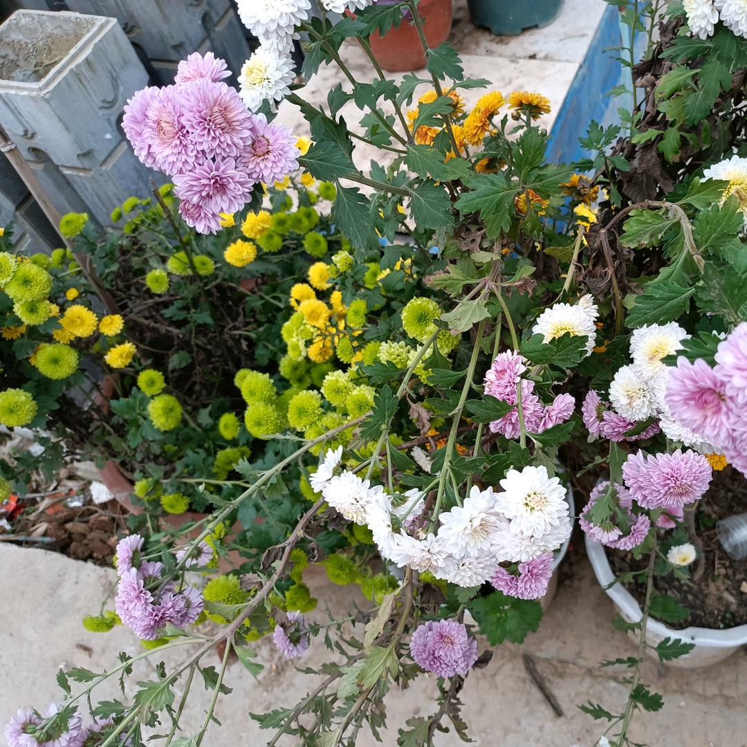 蕊*