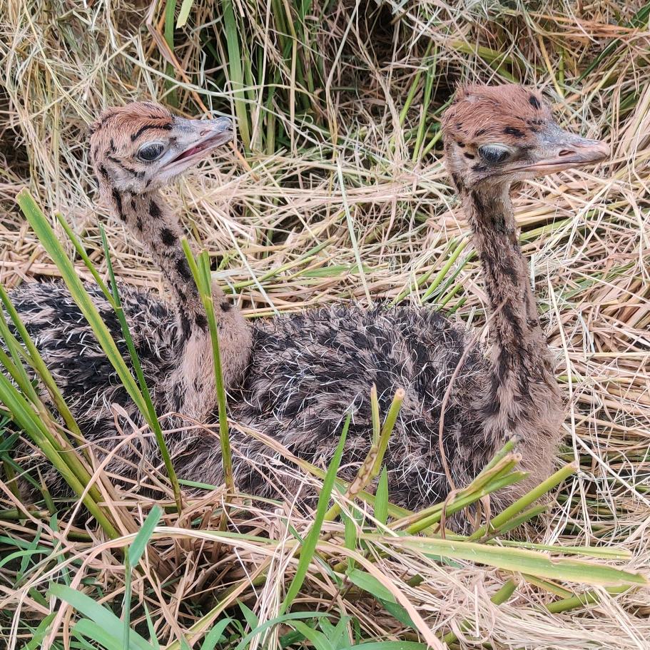 清远阳山鸵鸟养殖（华仔）