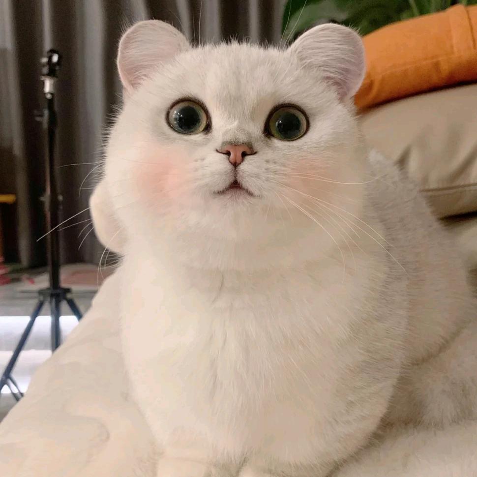 ℡雪糕爱吃糕糕™💰💰💰