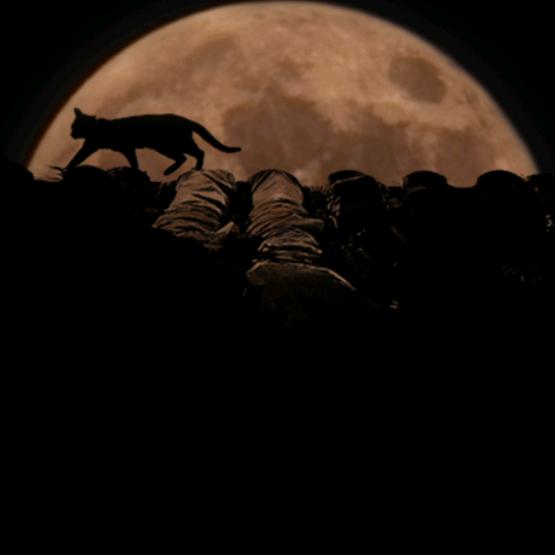 猛喵下山(去见南京的孙燕姿）