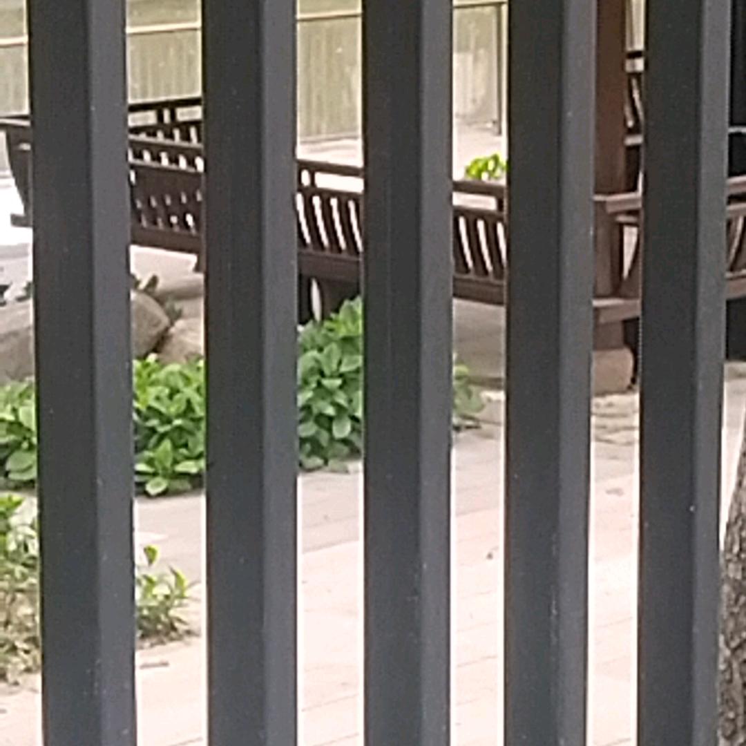 小鱼