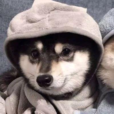 未临岸