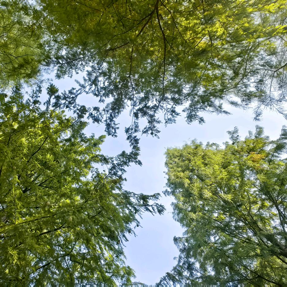 七七奶茶