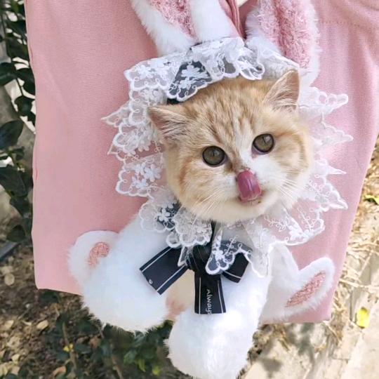 小玉米宠物用品