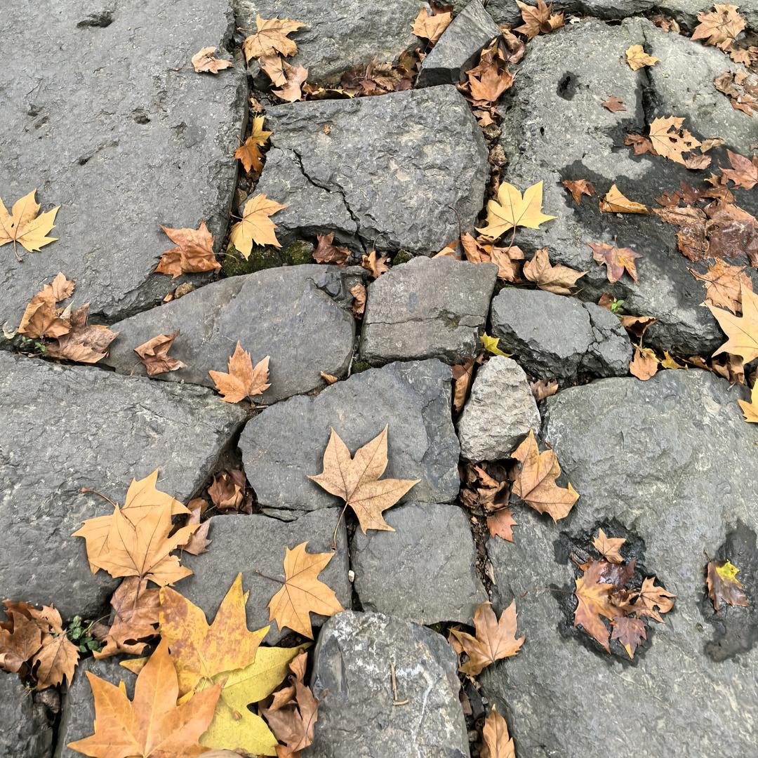 你可爱的老母亲🌸