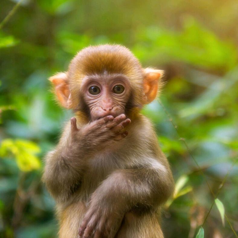 🐭不负遇见🐒