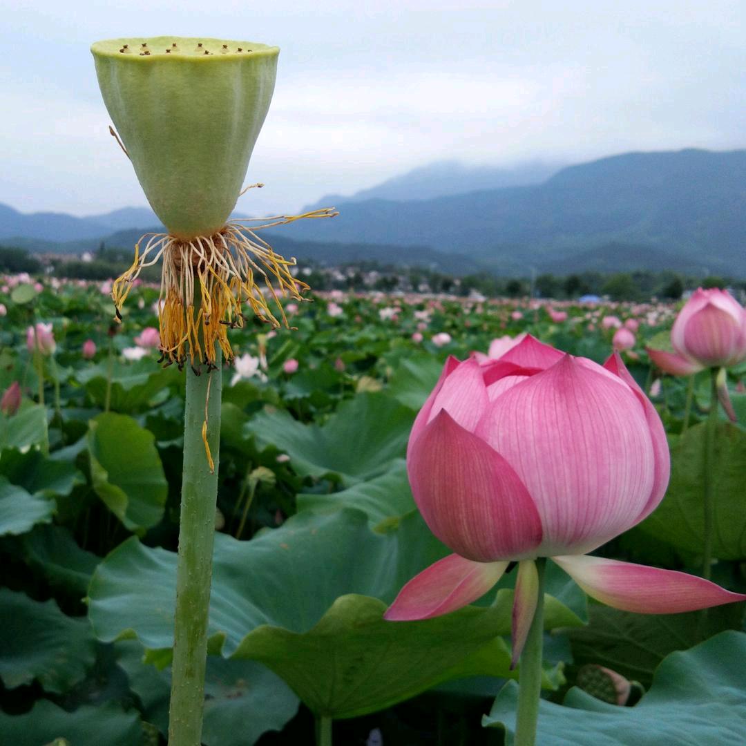 九华山导游小胡同学