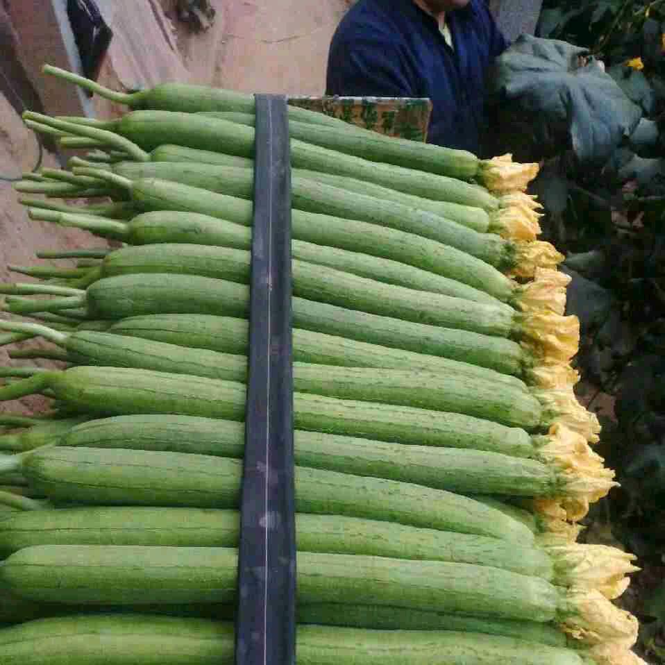 上口镇振生种苗