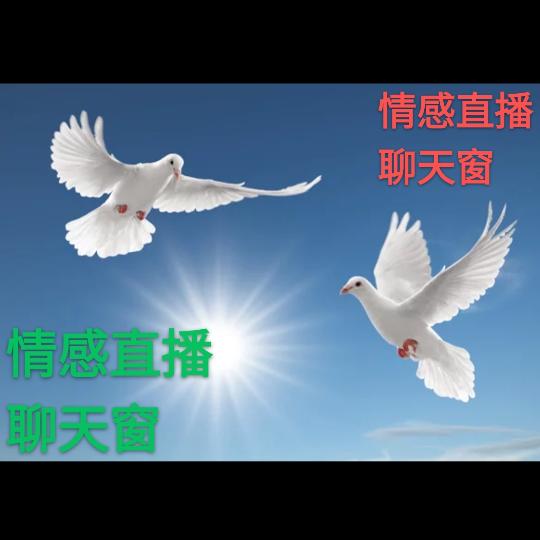 情感直播聊天窗🌹🌹