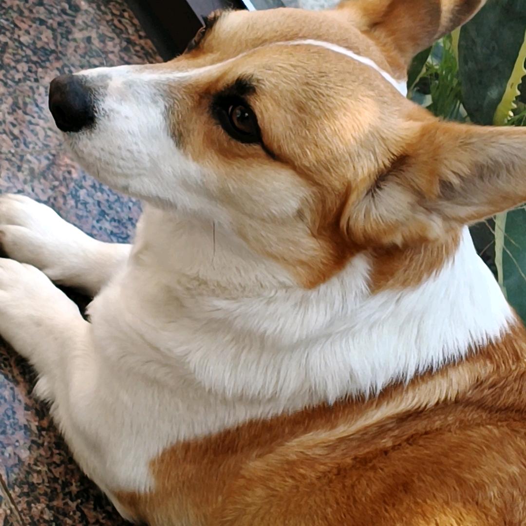 十一是只小肥基