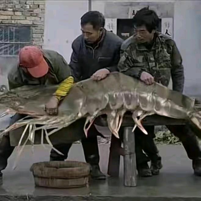 金刚虾王