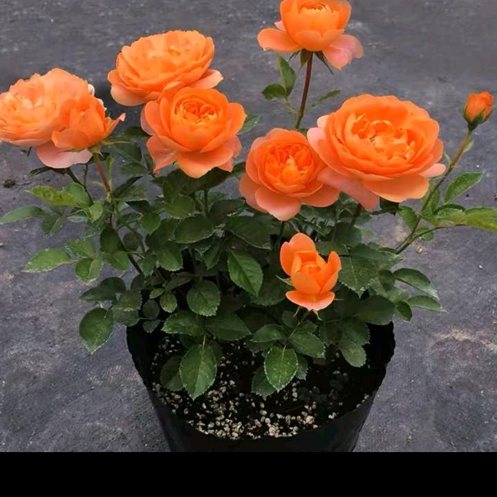 厨娘咸酸饭🌹🌹🌹🌹