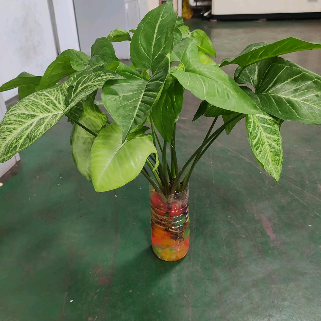 梦想成真