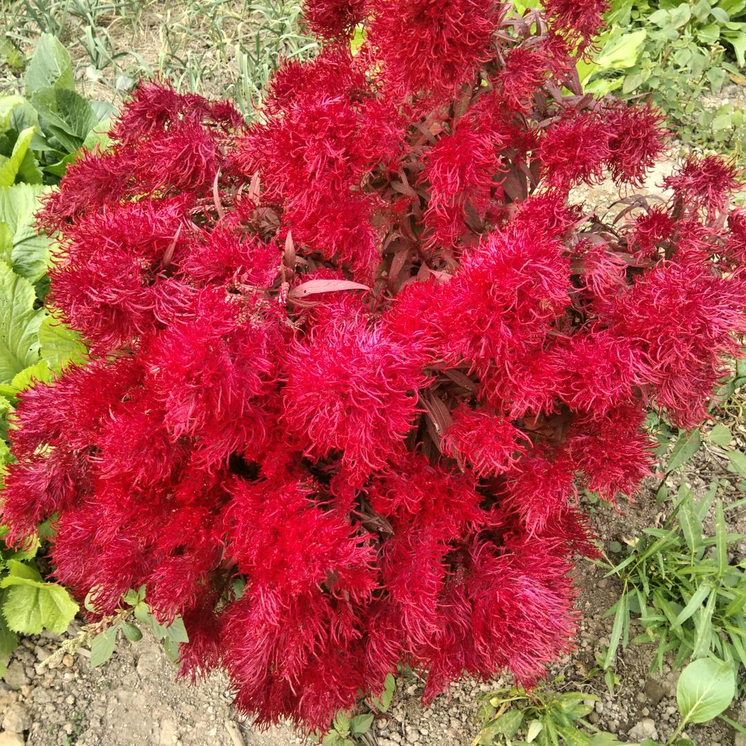 陌年微凉