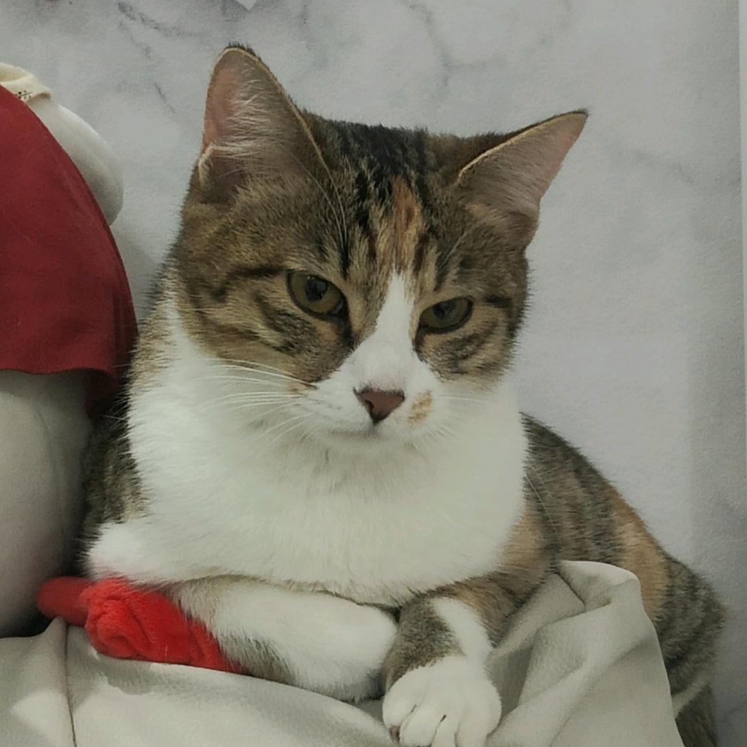 花果山在逃母猴2