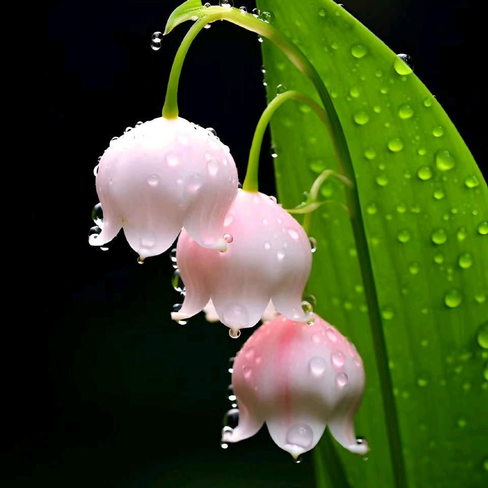 菁菁向阳