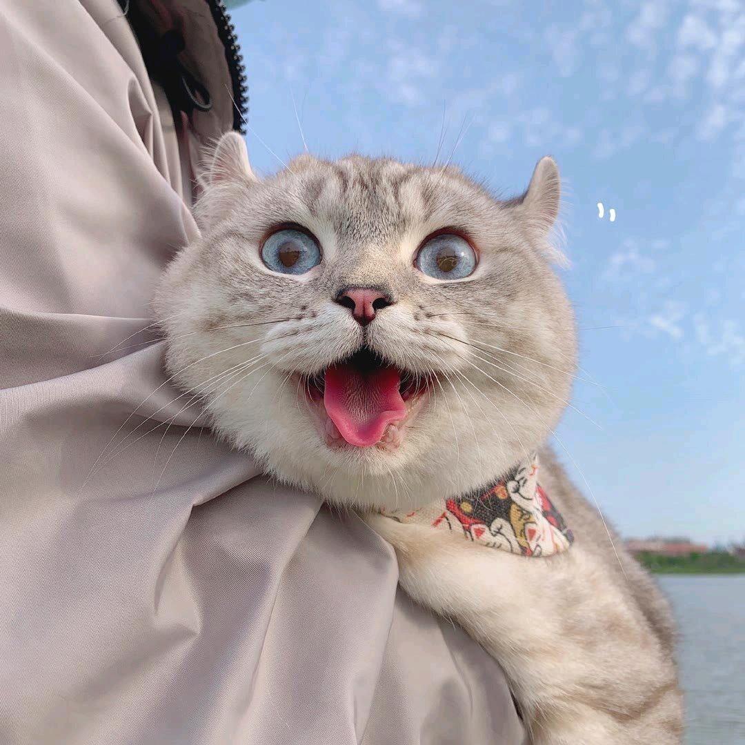 阅狐
