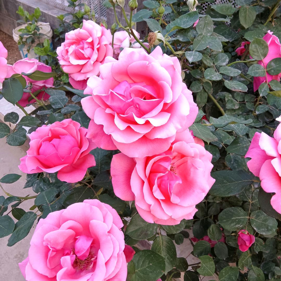 (͔▪̆ω▪̆)͕王伟