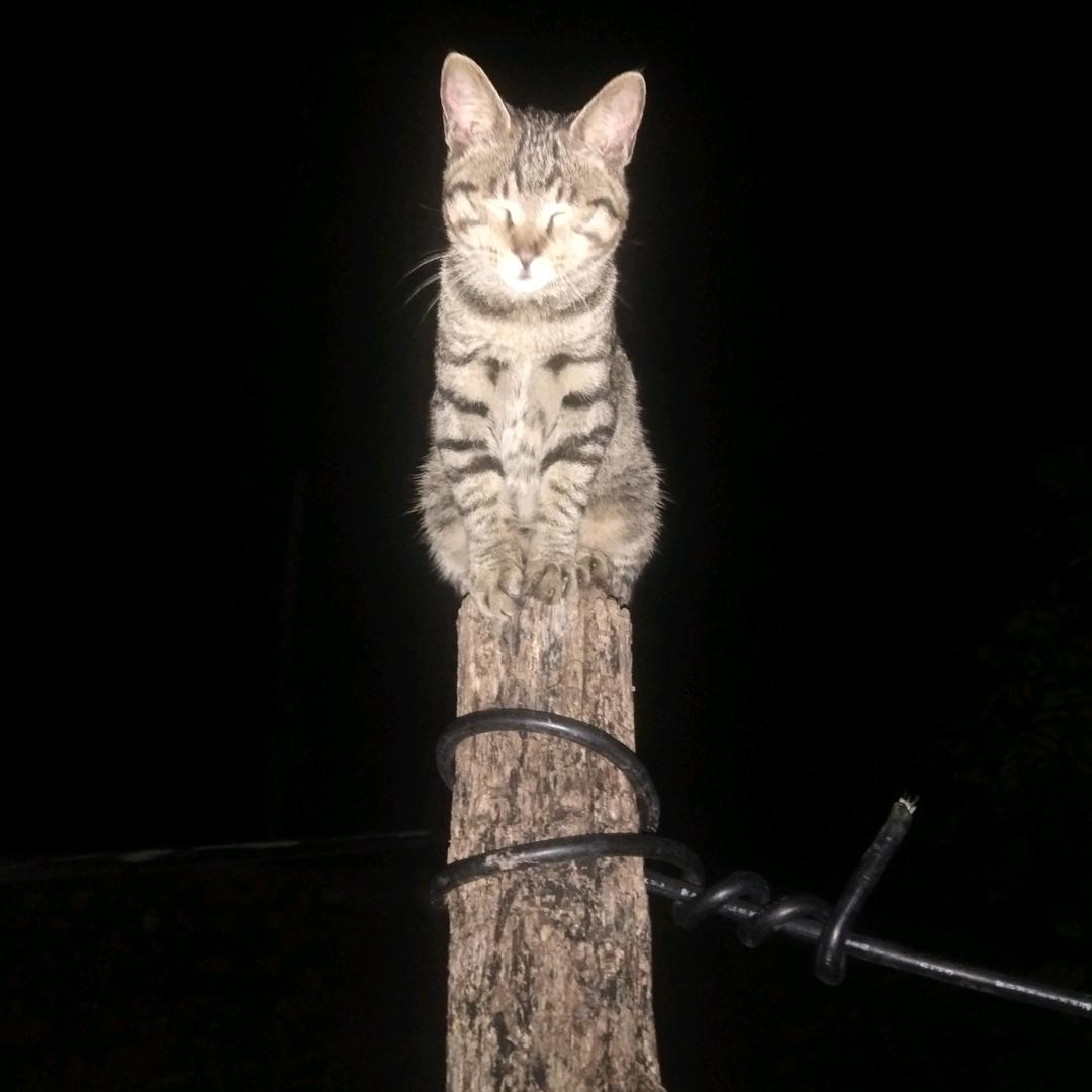 猫狗小纵队