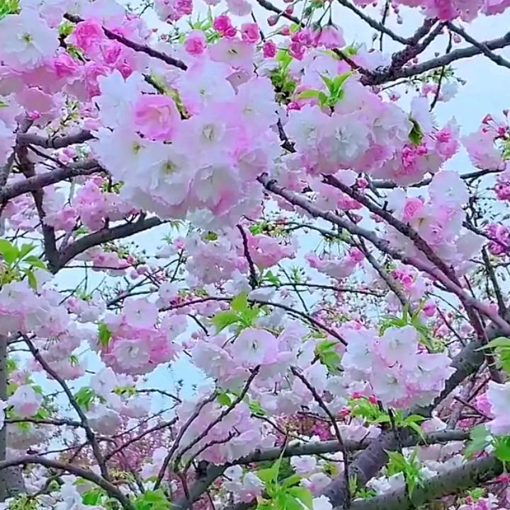 自由飞祥🌺🌸