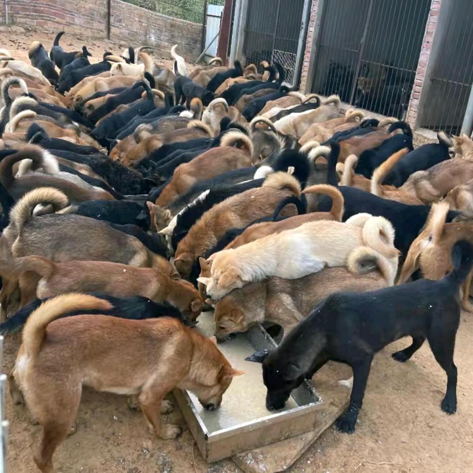 江西老洪犬业欢迎你