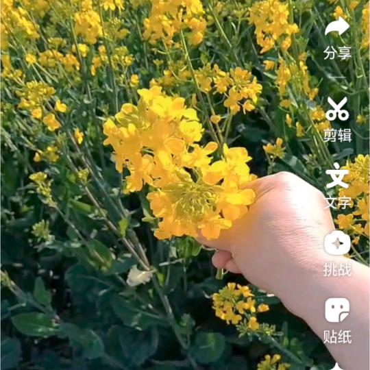 组