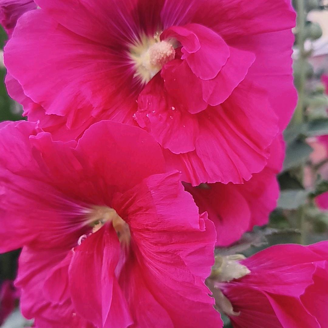 🌸花蕊花芯🌸