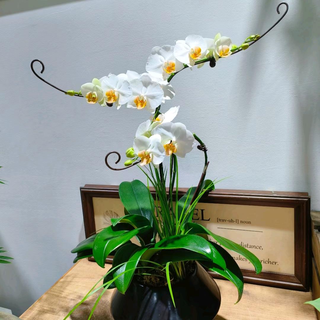 鸿川园林花卉绿植批发中心