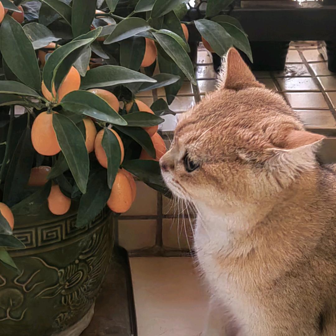 寒蝉