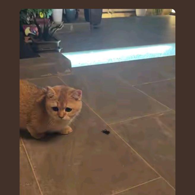 叫福妹的喵喵喵叫的每一天