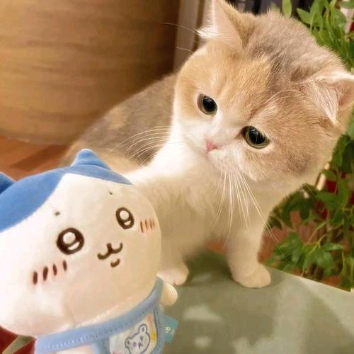 雾.