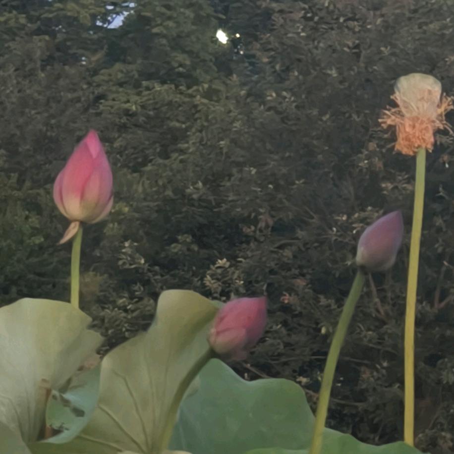 清风明月