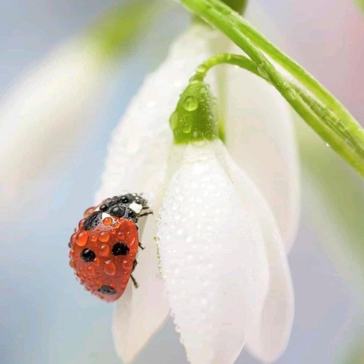 你花孃孃