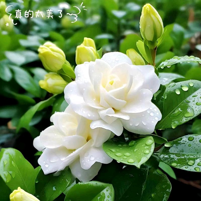 拯救花卉绿植