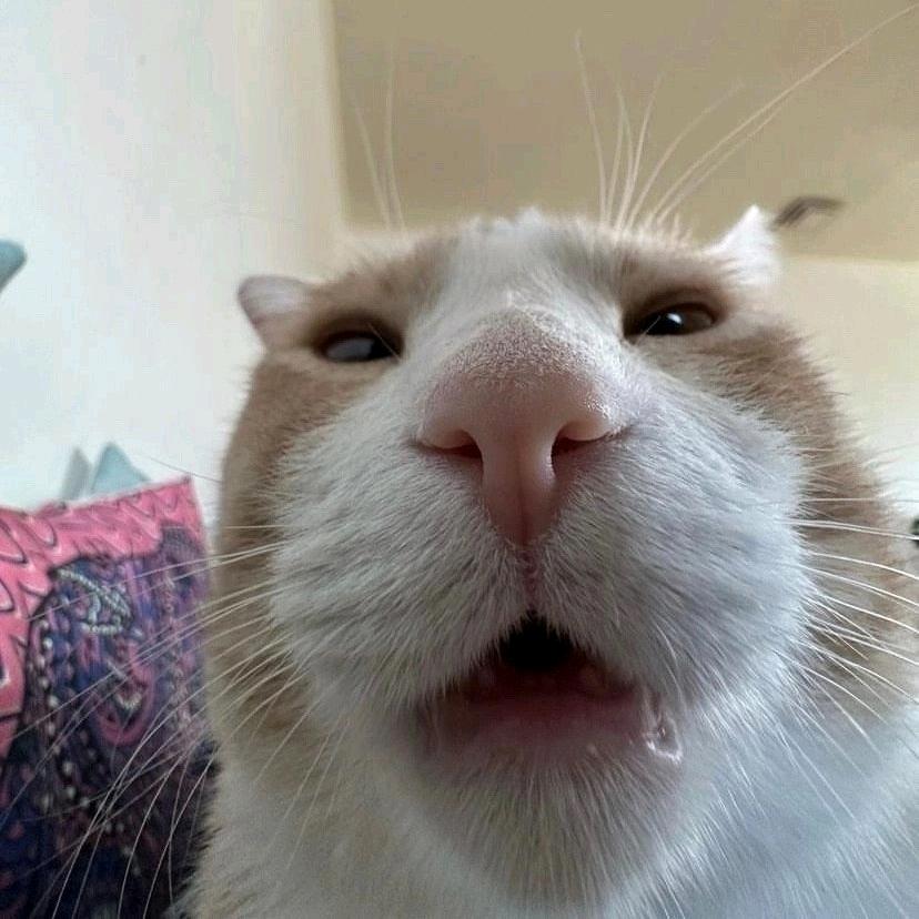 泡泡肥猫