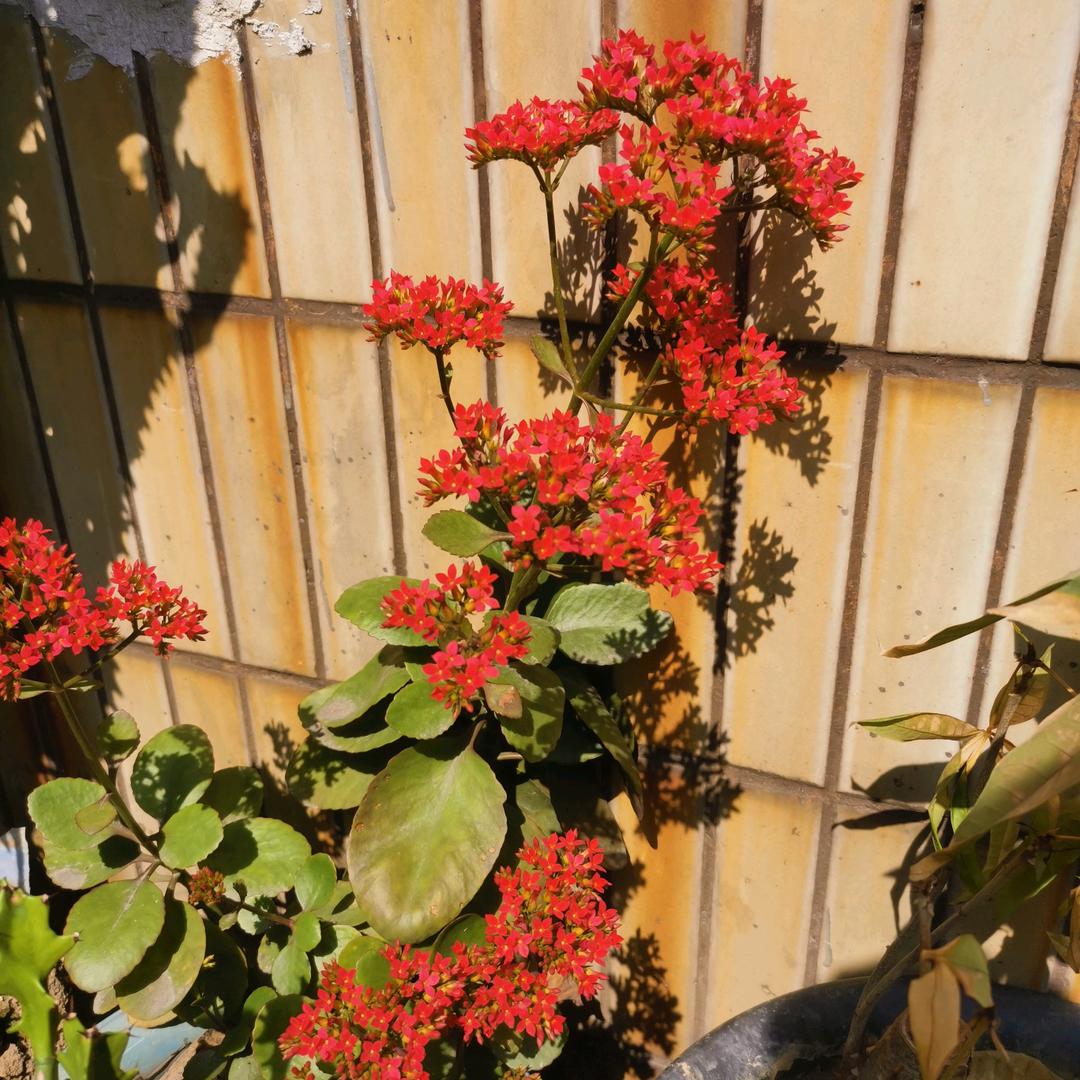 我是个开心果，