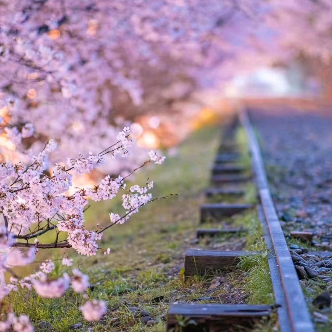 爱飞飞的小飞象