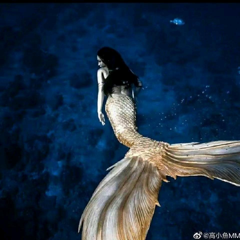 高小魚
