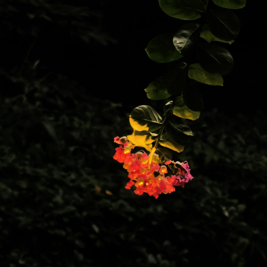 阿冬的学习日记