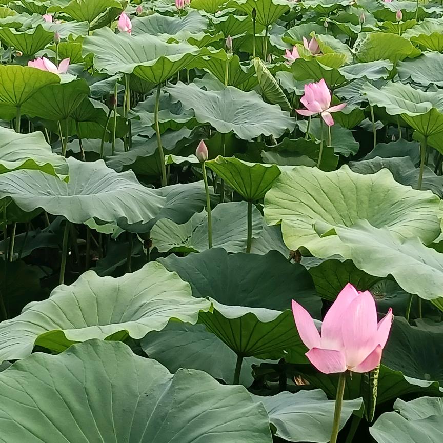 鱼情未了